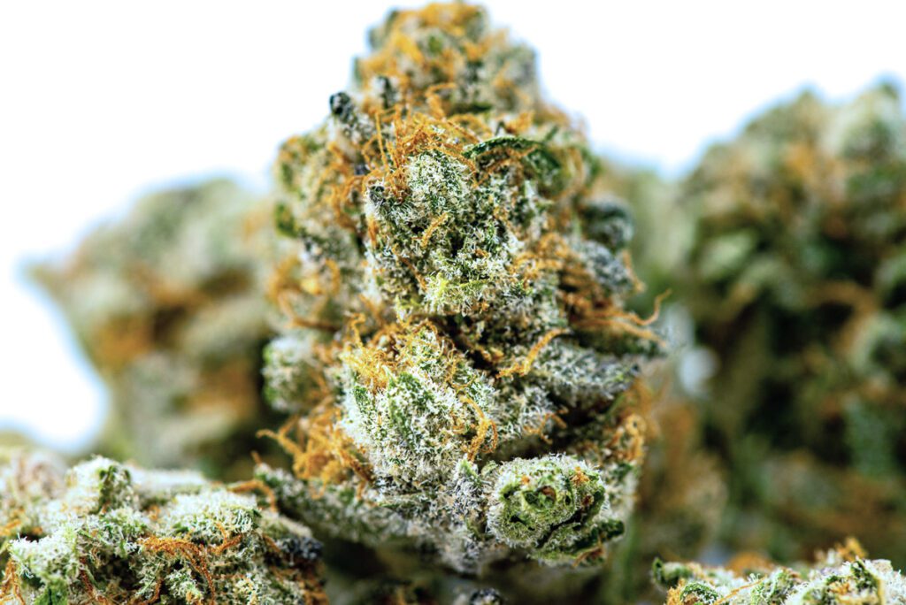 Weed Budz
