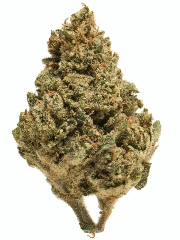 Galactic Cookies marijuana bud, showcasing dense green nugs with frosty trichomes and vibrant orange pistils, highlighting its premium quality.