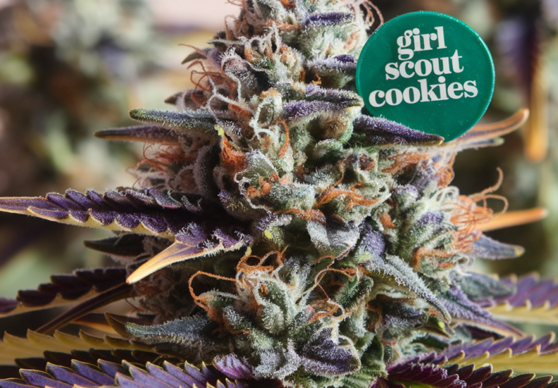 This image shows a close-up of a cannabis plant bud from the "Girl Scout Cookies" strain. The bud is densely covered with trichomes, giving it a frosty appearance, and features a mix of colors, including green, purple, and orange. The leaves surrounding the bud are tinged with purple and yellow edges. A green pin with white text reading "girl scout cookies" is placed on the bud, indicating the strain name. The background is slightly blurred, focusing the viewer's attention on the plant.