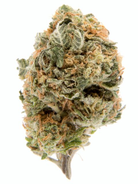 lueberry cannabis strain bud with frosty trichomes and orange hairs, showcasing its dense structure and indica-dominant hybrid traits.