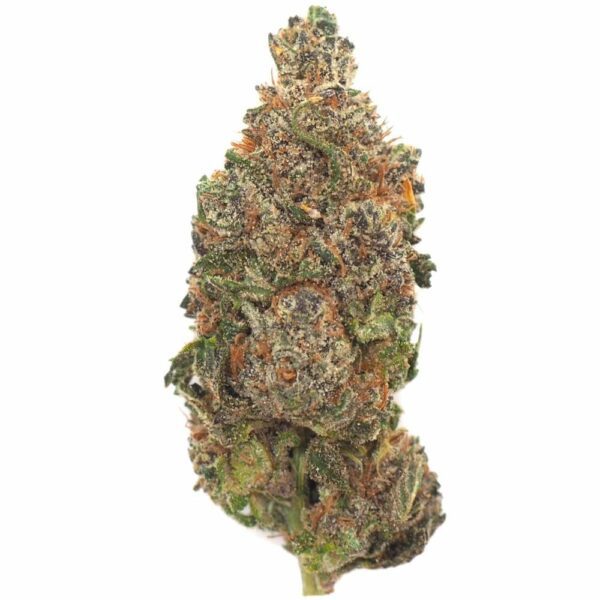 Starburst OG cannabis bud, showcasing its dense structure, green and purple hues, and frosty trichomes. Starburst OG cannabis bud, showcasing its dense structure, green and purple hues, and frosty trichomes.