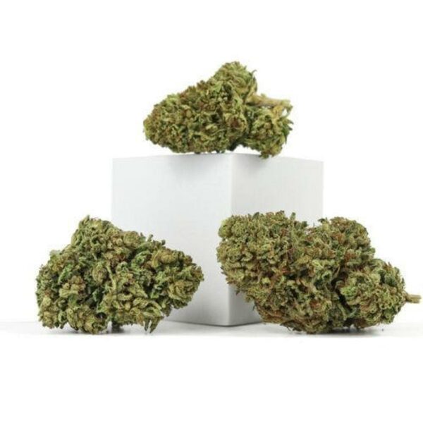 Trio of Nirvana Special cannabis buds