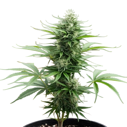Sativa Flower Cannabis Plant