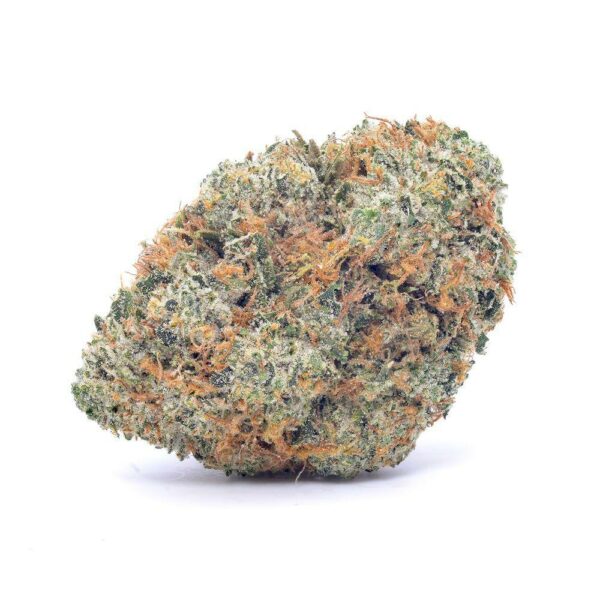 Large Paradise Circus Weed Bud with Frosty Trichomes and Fiery Orange Hairs