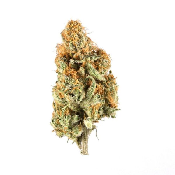 Velvet Moon Marijuana Bud with Bright Orange Pistils and Green Undertones