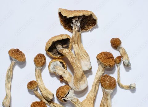 Dried Golden Teacher Magic Mushrooms with distinct golden caps and thick stems, laid out on a white surface.