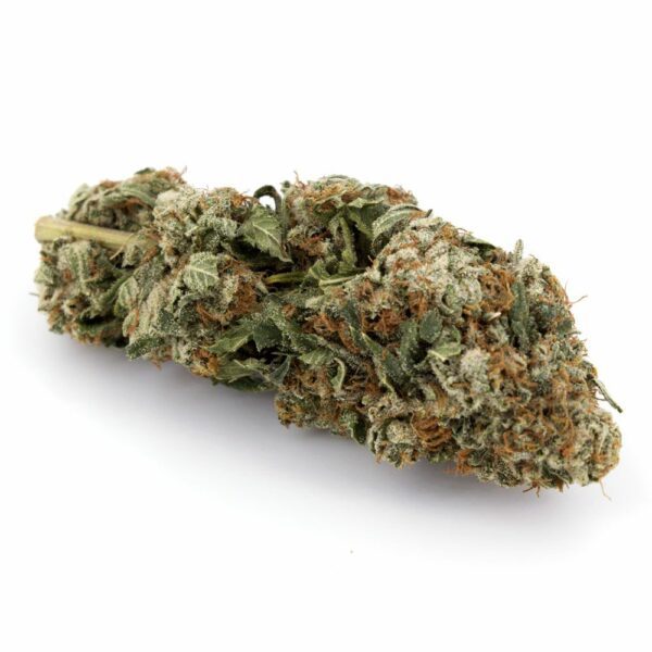 Grand Master Kush weed strain, highlighting its compact, dense buds with orange hairs and a frosty coating of trichomes.