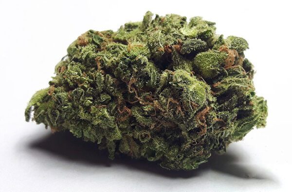 Close-up of a dense cannabis bud from the Big Buddha Cheese strain, showcasing its vibrant green color, orange pistils, and a frosty coating of trichomes.