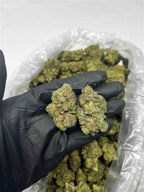 Hand holding dense cannabis buds with vibrant green color and orange hairs, packaged in a clear plastic bag.