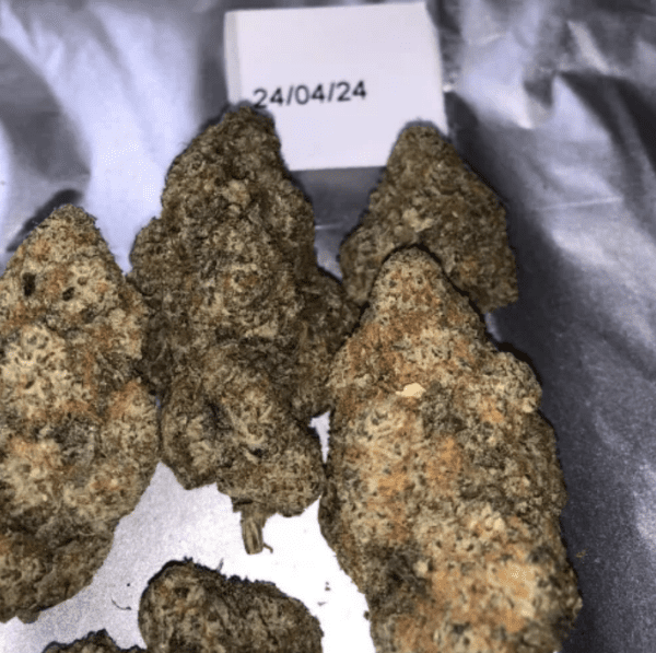 Jack Herer Weed Sativa-Dominant 2024