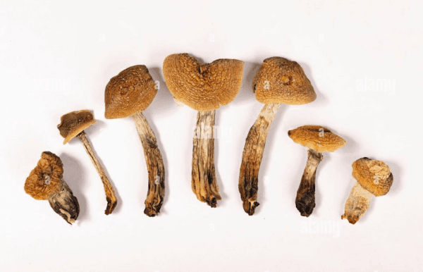 Psilocybe Azurescens Magic Mushrooms