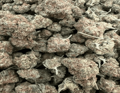 Reckless Rainbow Weed Strain