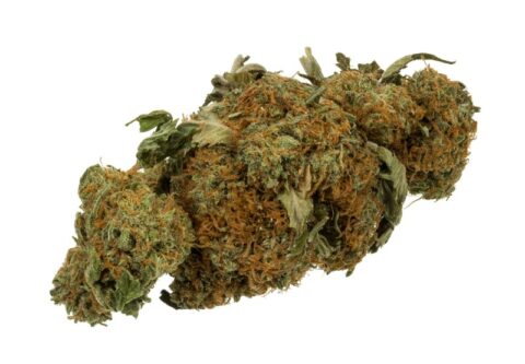 gorilla glue